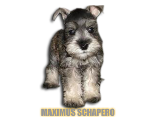 MAXIMUS SCHAPERO